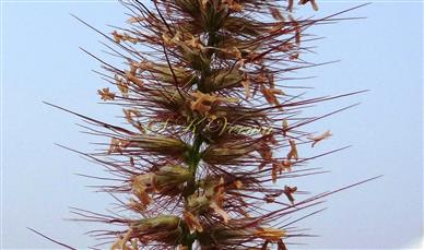  Inflorescence - a part